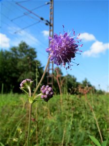 Gewöhnlicher Teufelsabbiss (Succisa pratensis) an einem Randstreifen der Rheinbahn in der Schwetzinger Hardt mit binnendünenartiger Vegetation
