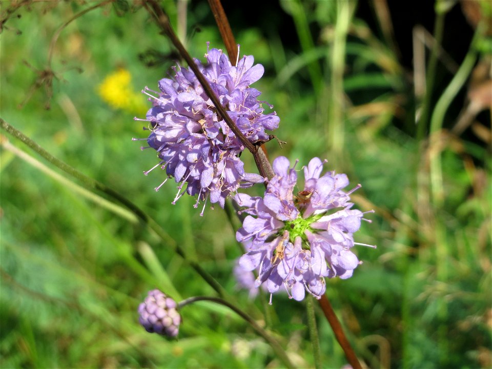 Gewöhnlicher Teufelsabbiss (Succisa pratensis) an einem Randstreifen der Rheinbahn in der Schwetzinger Hardt mit binnendünenartiger Vegetation