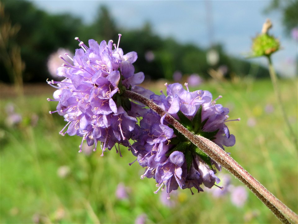 Gewöhnlicher Teufelsabbiss (Succisa pratensis) an einem Randstreifen der Rheinbahn in der Schwetzinger Hardt mit binnendünenartiger Vegetation