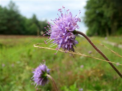 Gewöhnlicher Teufelsabbiss (Succisa pratensis) an einem Randstreifen der Rheinbahn in der Schwetzinger Hardt mit binnendünenartiger Vegetation