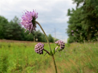 Gewöhnlicher Teufelsabbiss (Succisa pratensis) an einem Randstreifen der Rheinbahn in der Schwetzinger Hardt mit binnendünenartiger Vegetation