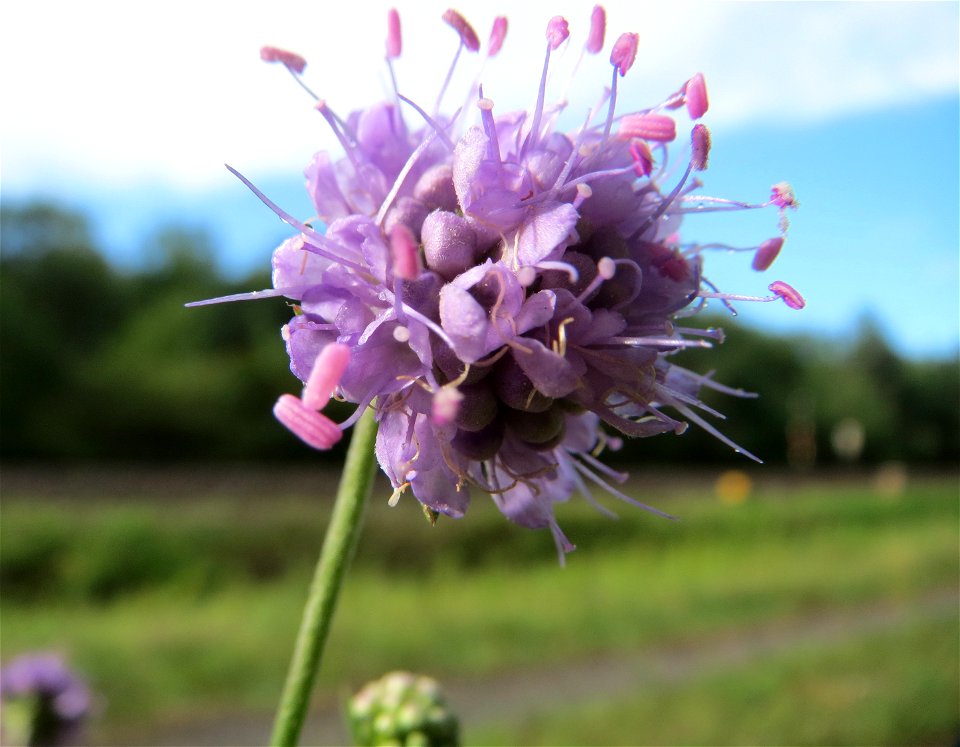 Gewöhnlicher Teufelsabbiss (Succisa pratensis) an einem Randstreifen der Rheinbahn in der Schwetzinger Hardt mit binnendünenartiger Vegetation