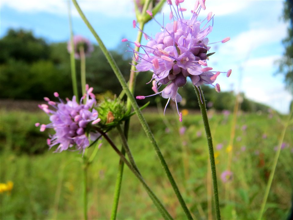 Gewöhnlicher Teufelsabbiss (Succisa pratensis) an einem Randstreifen der Rheinbahn in der Schwetzinger Hardt mit binnendünenartiger Vegetation