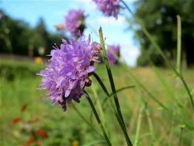 Gewöhnlicher Teufelsabbiss (Succisa pratensis) an einem Randstreifen der Rheinbahn in der Schwetzinger Hardt mit binnendünenartiger Vegetation