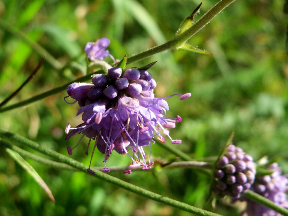 Gewöhnlicher Teufelsabbiss (Succisa pratensis) an einem Randstreifen der Rheinbahn in der Schwetzinger Hardt