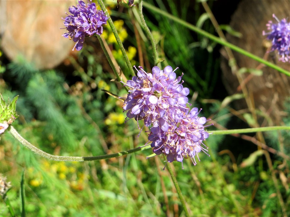 Gewöhnlicher Teufelsabbiss (Succisa pratensis) an einem Randstreifen der Rheinbahn in der Schwetzinger Hardt