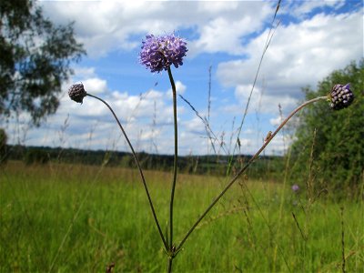 Gewöhnlicher Teufelsabbiss (Succisa pratensis) im Naturschutzgebiet Wusterhang und Beierwies bei Fechingen