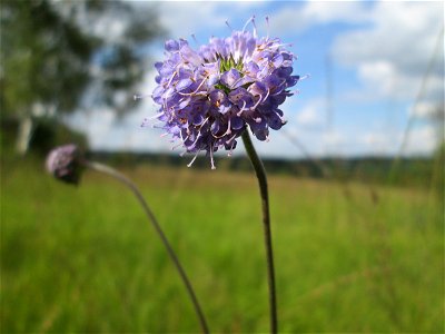 Gewöhnlicher Teufelsabbiss (Succisa pratensis) im Naturschutzgebiet Wusterhang und Beierwies bei Fechingen