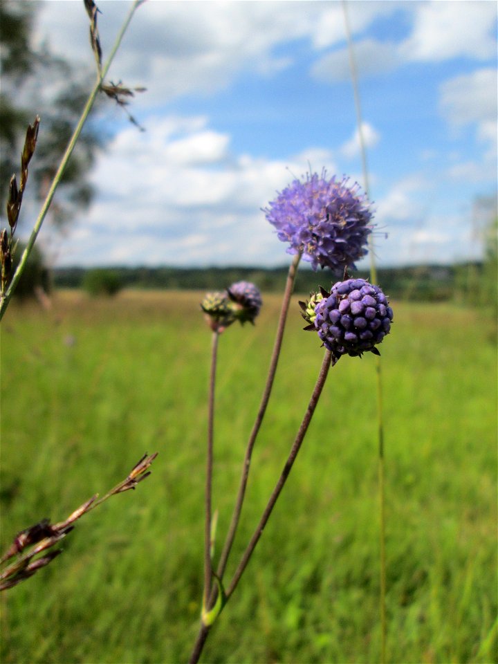 Gewöhnlicher Teufelsabbiss (Succisa pratensis) im Naturschutzgebiet Wusterhang und Beierwies bei Fechingen
