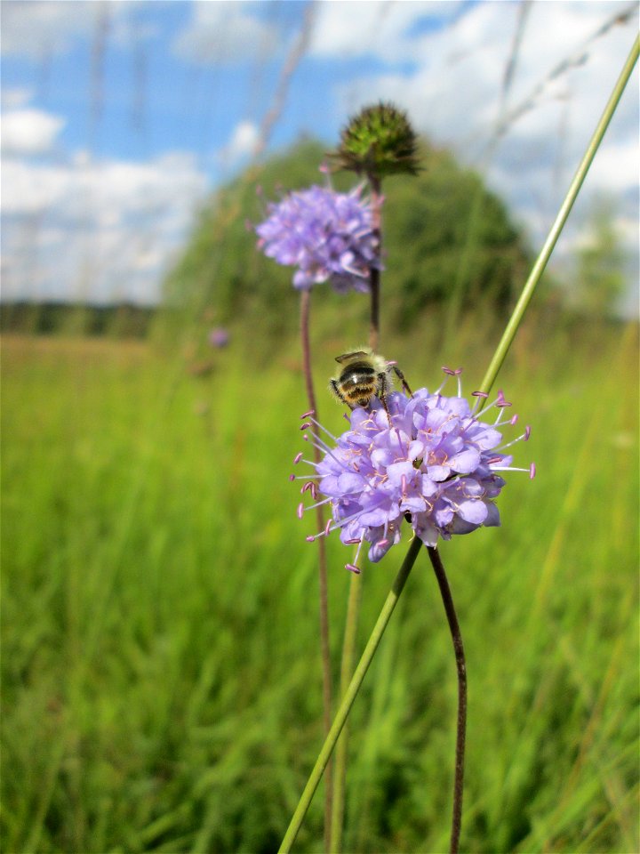 Gewöhnlicher Teufelsabbiss (Succisa pratensis) im Naturschutzgebiet Wusterhang und Beierwies bei Fechingen