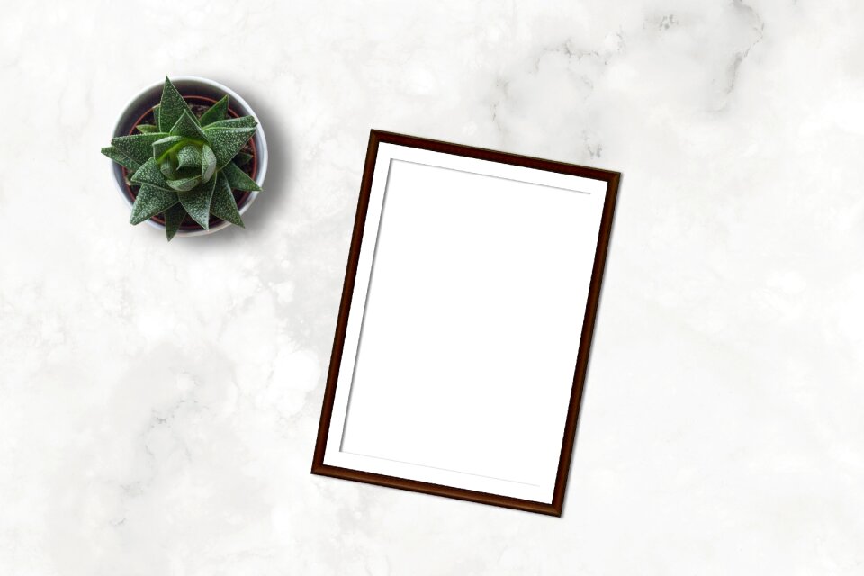 Flatlay plant ecommerce