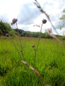 Gewöhnlicher Teufelsabbiss (Succisa pratensis) im Naturschutzgebiet Wusterhang und Beierwies bei Fechingen