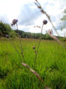 Gewöhnlicher Teufelsabbiss (Succisa pratensis) im Naturschutzgebiet Wusterhang und Beierwies bei Fechingen photo