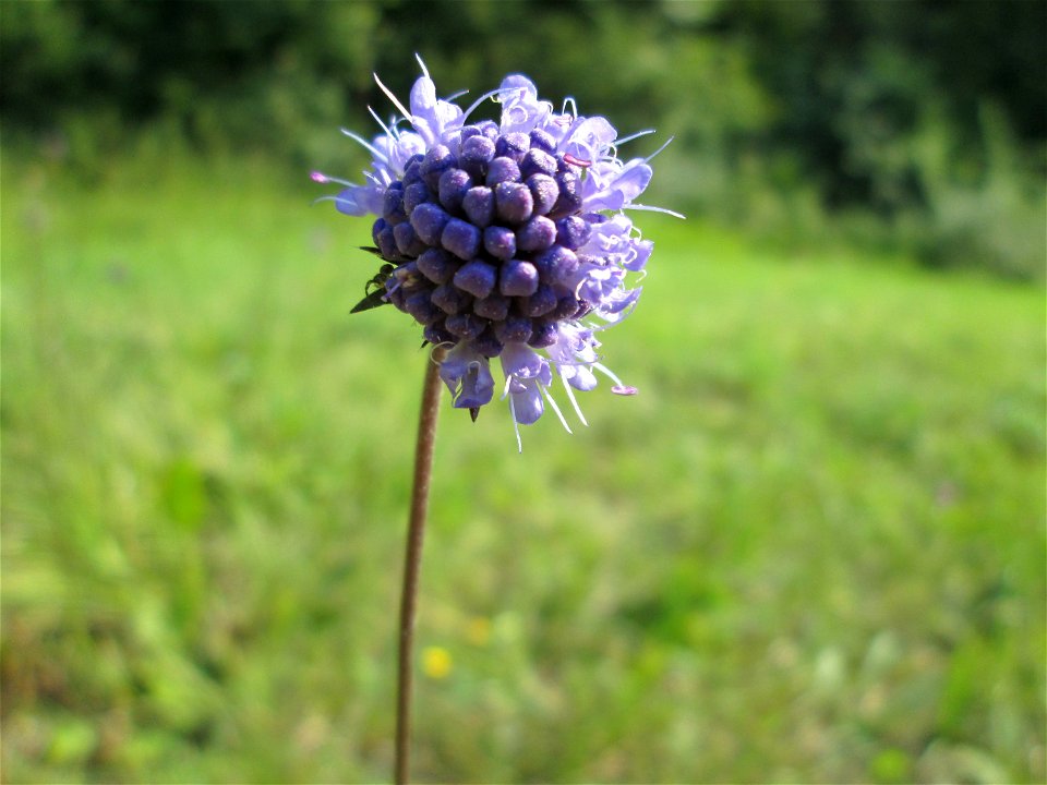 Gewöhnlicher Teufelsabbiss (Succisa pratensis) im Naturschutzgebiet Birzberg