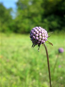 Gewöhnlicher Teufelsabbiss (Succisa pratensis) im Naturschutzgebiet Birzberg photo