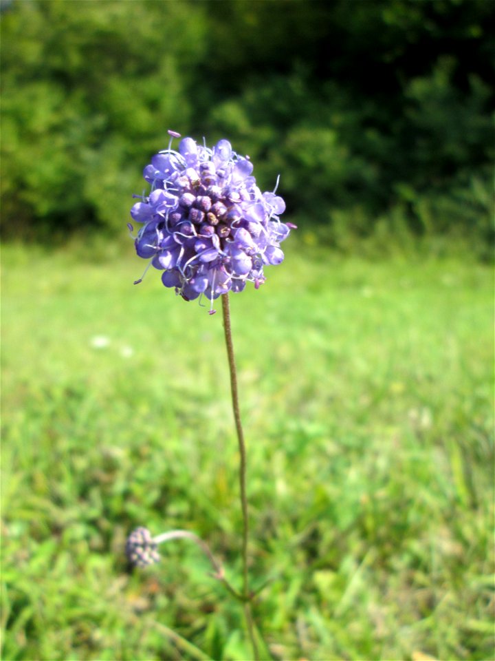 Gewöhnlicher Teufelsabbiss (Succisa pratensis) im Naturschutzgebiet Birzberg