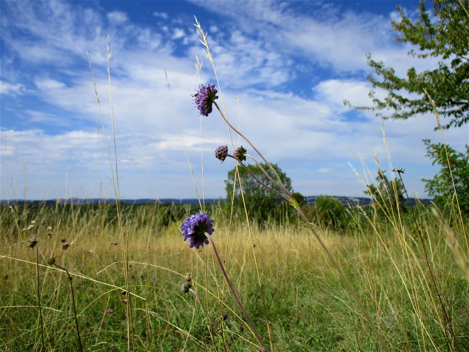 Gewöhnlicher Teufelsabbiss (Succisa pratensis) am Birzberg bei Fechingen (Außerhalb vom Naturschutzgebiet)
