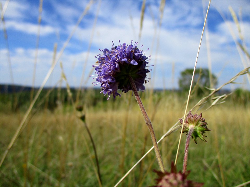 Gewöhnlicher Teufelsabbiss (Succisa pratensis) am Birzberg bei Fechingen (Außerhalb vom Naturschutzgebiet)