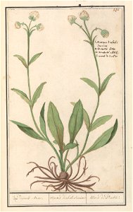 IdentificatieTitel(s): Witkleurige blauwe knoop (Succisa)Duijvels Bete. / Morsus diaboli Succisa / Mors de Diable. (titel op object)Objecttype: tekening Objectnummer: RP-T-BR-2017-1-10-74Omschrijving: