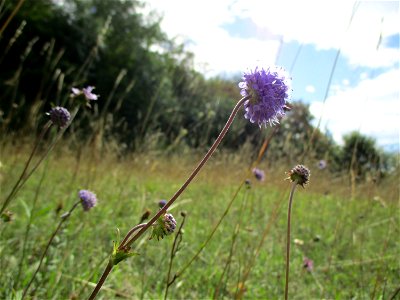 Gewöhnlicher Teufelsabbiss (Succisa pratensis) am Birzberg bei Fechingen (Außerhalb vom Naturschutzgebiet)