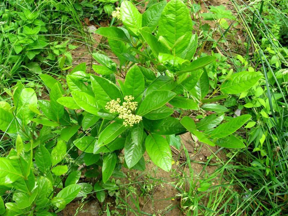 A picture of Viburnum nudum.