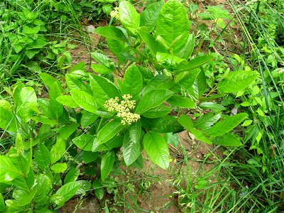 A picture of Viburnum nudum.