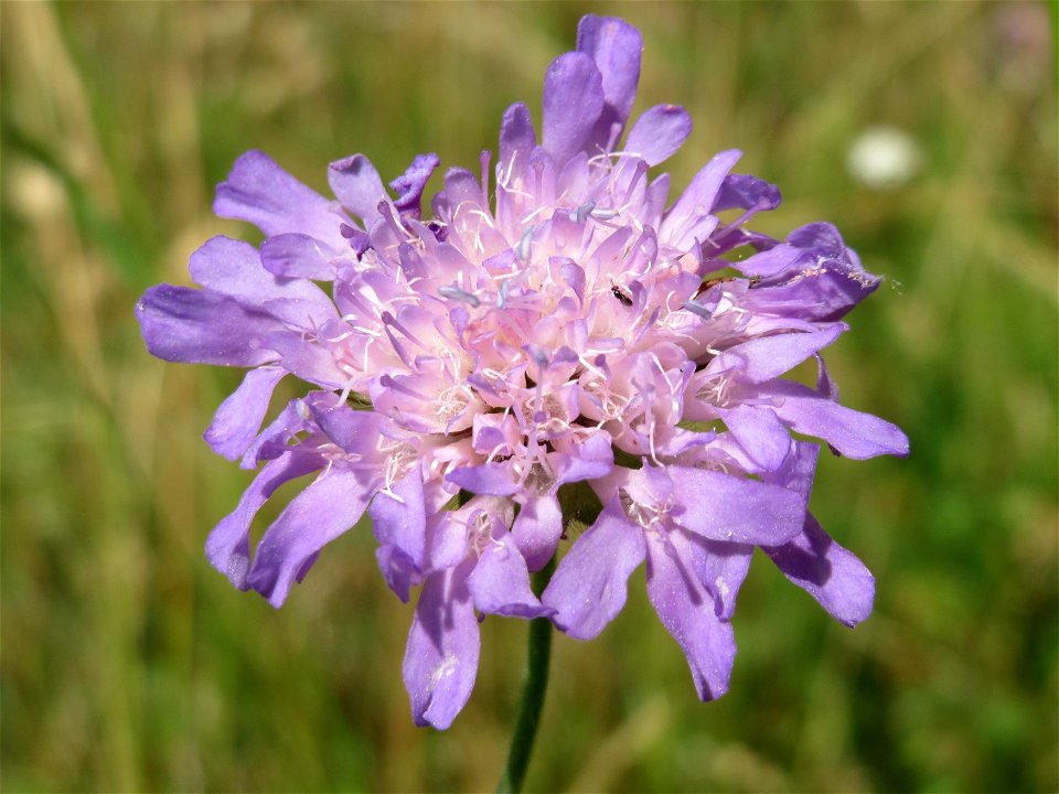 Acker-Witwenblume (Knautia arvensis) an der Elisabethenstraße bei Wiesbaden