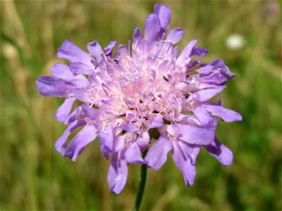 Acker-Witwenblume (Knautia arvensis) an der Elisabethenstraße bei Wiesbaden