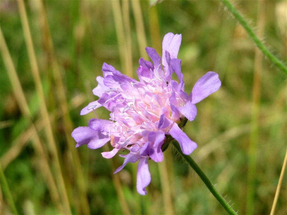 Acker-Witwenblume (Knautia arvensis) an der Elisabethenstraße bei Wiesbaden