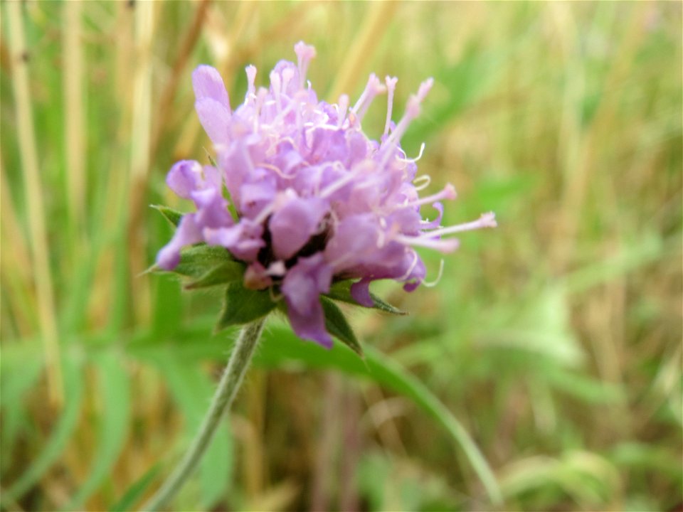 Acker-Witwenblume (Knautia arvensis) an der Elisabethenstraße bei Wiesbaden