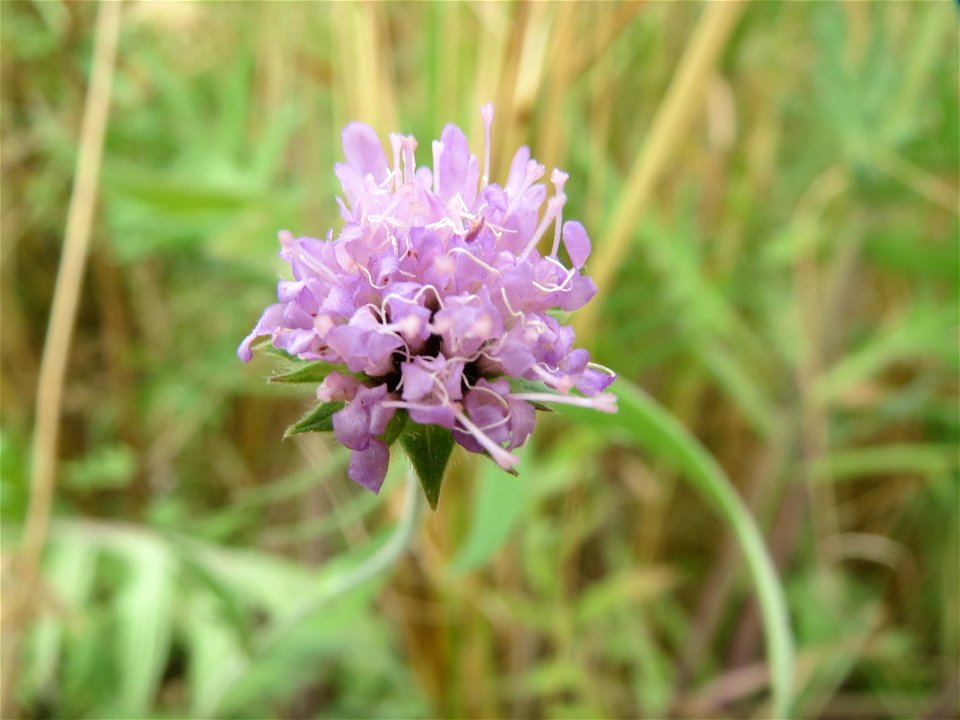 Acker-Witwenblume (Knautia arvensis) an der Elisabethenstraße bei Wiesbaden