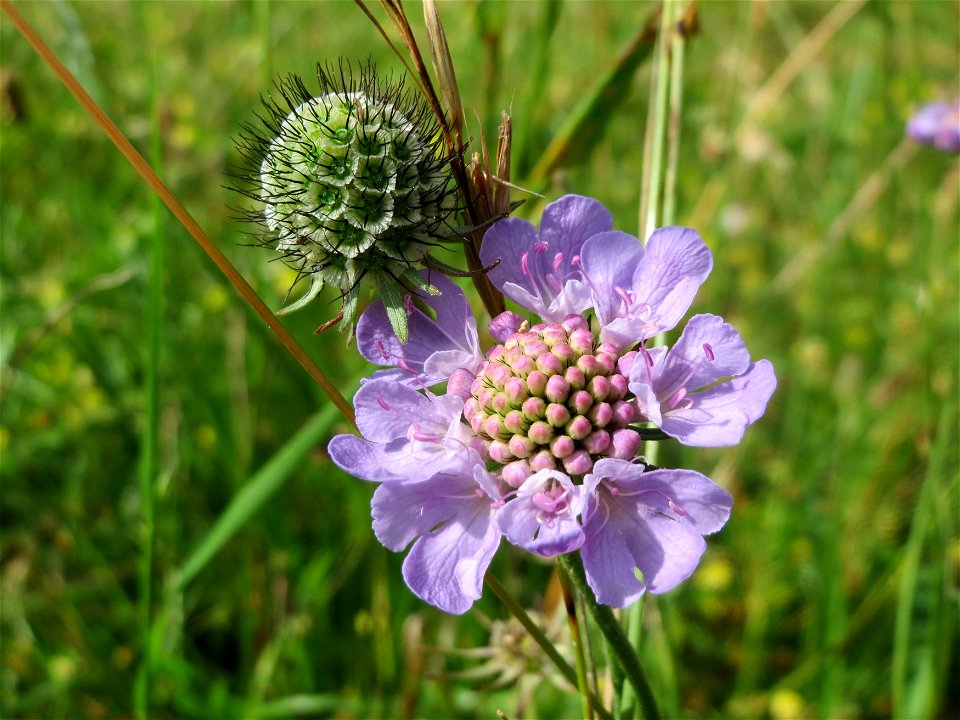 Acker-Witwenblume (Knautia arvensis) bei Nußloch