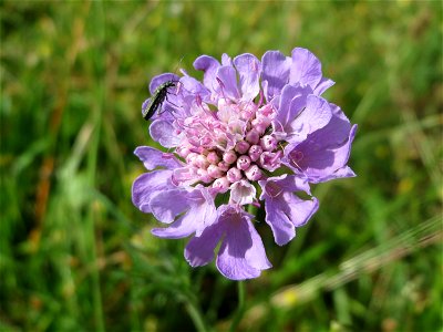 Acker-Witwenblume (Knautia arvensis) bei Nußloch