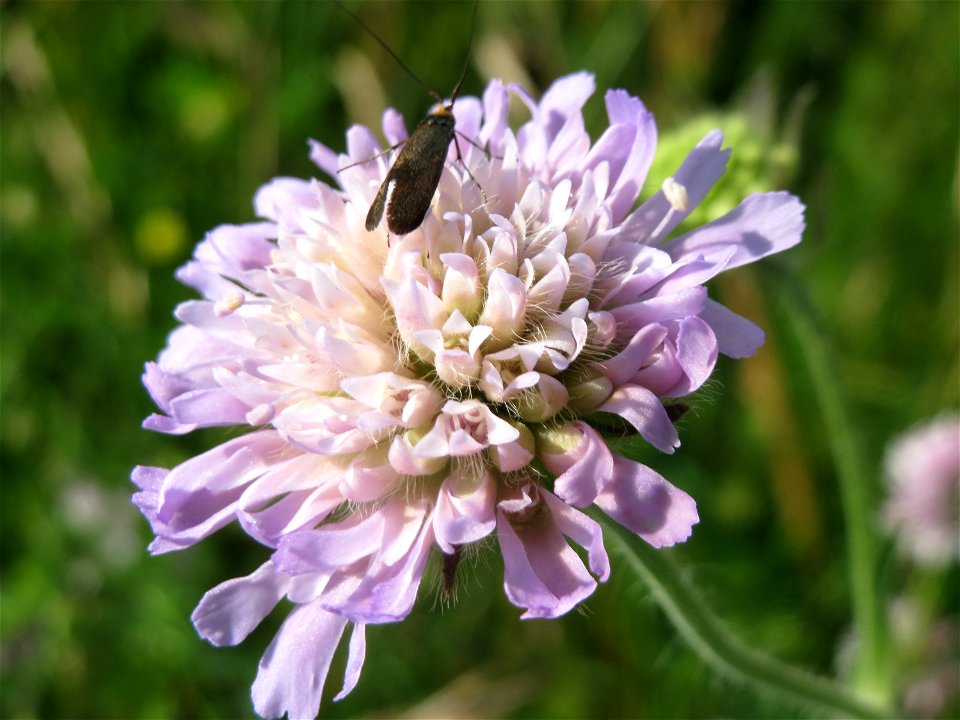 Acker-Witwenblume (Knautia arvensis) bei Nußloch