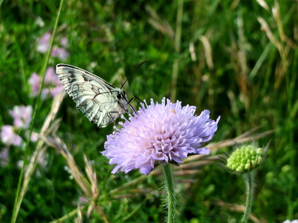 Schachbrett (Melanargia galathea) an einer Acker-Witwenblume (Knautia arvensis) bei Nußloch