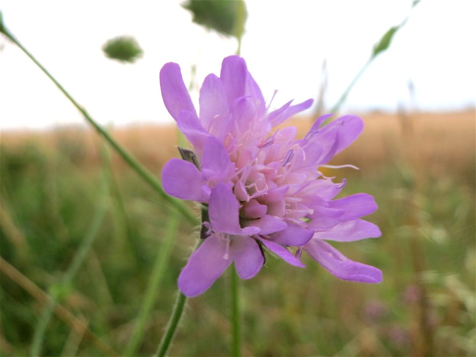 Acker-Witwenblume (Knautia arvensis) an der Elisabethenstraße bei Wiesbaden