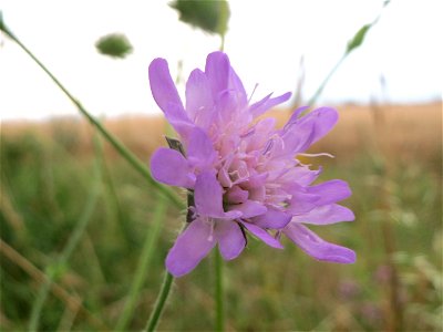 Acker-Witwenblume (Knautia arvensis) an der Elisabethenstraße bei Wiesbaden