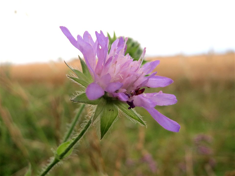 Acker-Witwenblume (Knautia arvensis) an der Elisabethenstraße bei Wiesbaden