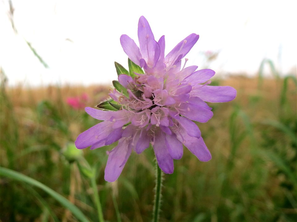 Acker-Witwenblume (Knautia arvensis) an der Elisabethenstraße bei Wiesbaden