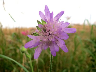 Acker-Witwenblume (Knautia arvensis) an der Elisabethenstraße bei Wiesbaden