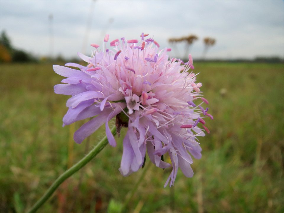 Acker-Witwenblume (Knautia arvensis) im Hockenheimer Rheinbogen
