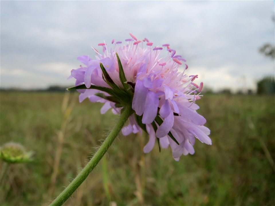 Acker-Witwenblume (Knautia arvensis) im Hockenheimer Rheinbogen