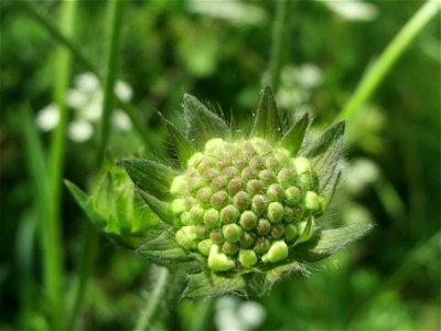 Acker-Witwenblume (Knautia arvensis) an der Saar in Saarbrücken