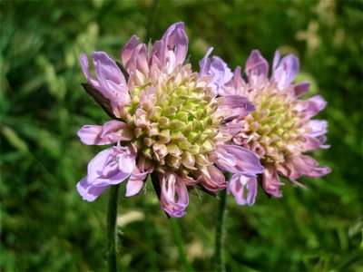 Acker-Witwenblume (Knautia arvensis) an der Saar in Saarbrücken