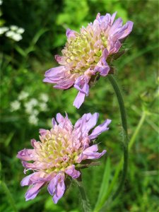 Acker-Witwenblume (Knautia arvensis) an der Saar in Saarbrücken