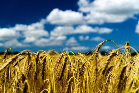 Agriculture nature harvest
