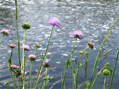 Acker-Witwenblume (Knautia arvensis) in der Saaraue Güdingen
