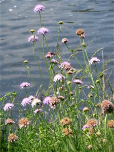 Acker-Witwenblume (Knautia arvensis) in der Saaraue Güdingen