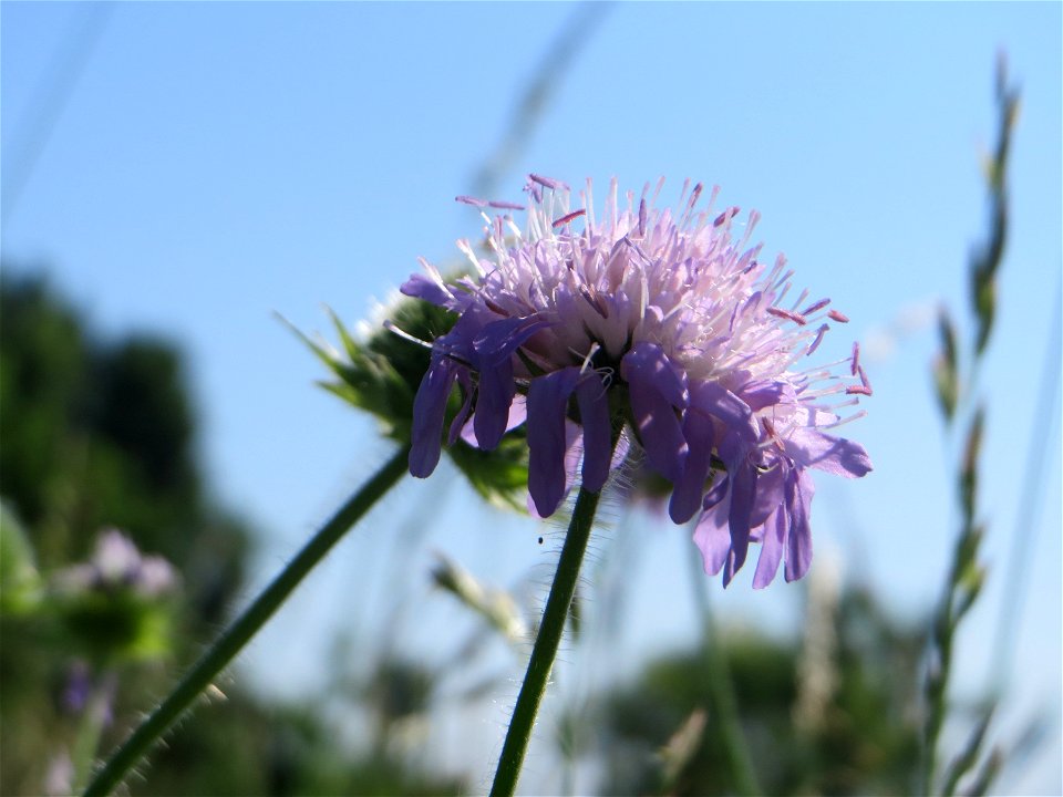 Acker-Witwenblume (Knautia arvensis) beim Insultheimer Hof im Landschaftsschutzgebiet „Hockenheimer Rheinbogen“