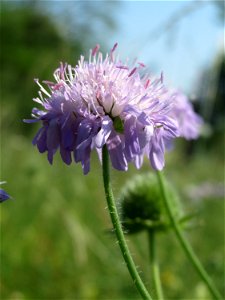 Acker-Witwenblume (Knautia arvensis) beim Insultheimer Hof im Landschaftsschutzgebiet „Hockenheimer Rheinbogen“